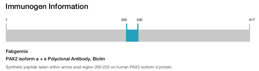 PAX2 isoform a + e Polyclonal Antibody, Biotin