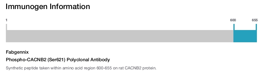 Phospho-CACNB2 (Ser621) Polyclonal Antibody