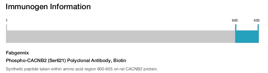 Phospho-CACNB2 (Ser621) Polyclonal Antibody, Biotin