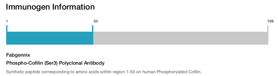 Phospho-Cofilin (Ser3) Polyclonal Antibody