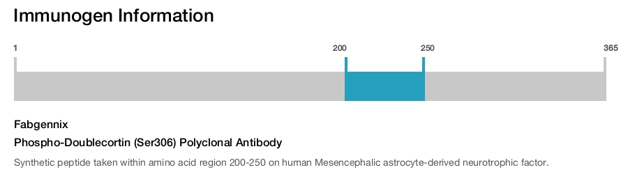 Phospho-Doublecortin (Ser306) Polyclonal Antibody