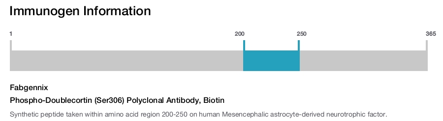 Phospho-Doublecortin (Ser306) Polyclonal Antibody, Biotin