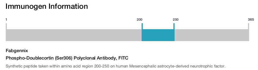 Phospho-Doublecortin (Ser306) Polyclonal Antibody, FITC