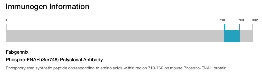 Phospho-ENAH (Ser748) Polyclonal Antibody