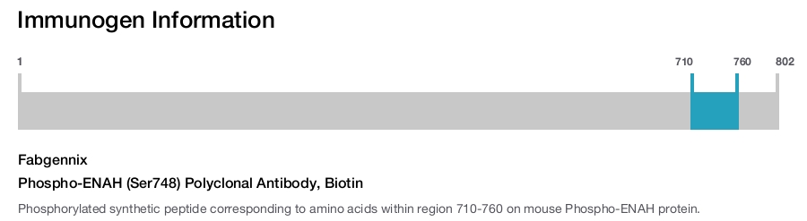 Phospho-ENAH (Ser748) Polyclonal Antibody, Biotin
