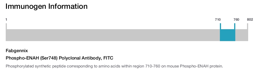 Phospho-ENAH (Ser748) Polyclonal Antibody, FITC