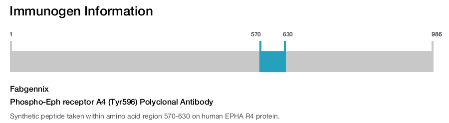 Phospho-Eph receptor A4 (Tyr596) Polyclonal Antibody