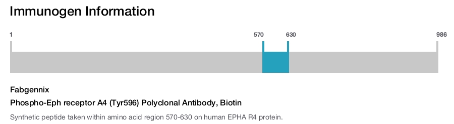 Phospho-Eph receptor A4 (Tyr596) Polyclonal Antibody, Biotin