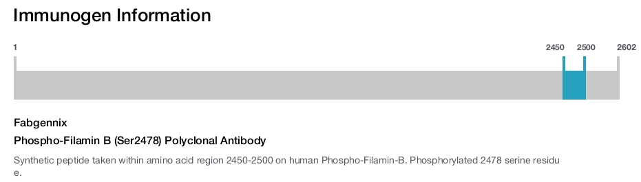 Phospho-Filamin B (Ser2478) Polyclonal Antibody