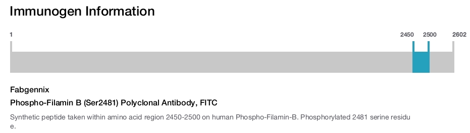 Phospho-Filamin B (Ser2481) Polyclonal Antibody, FITC