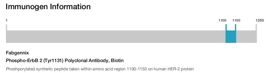 Phospho-ErbB 2 (Tyr1131) Polyclonal Antibody, Biotin