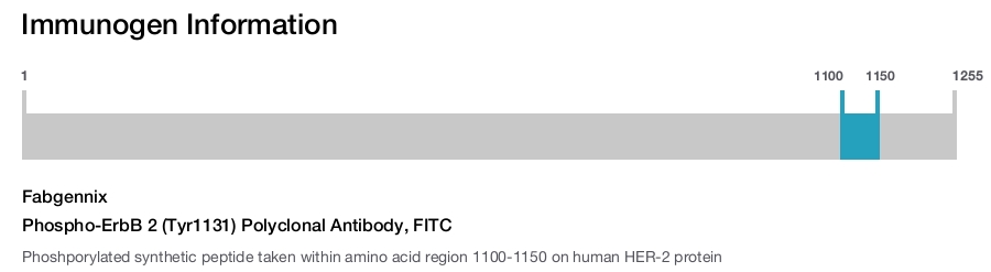 Phospho-ErbB 2 (Tyr1131) Polyclonal Antibody, FITC