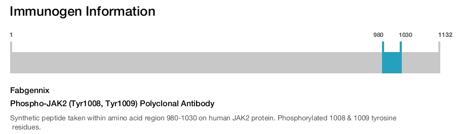 Phospho-JAK2 (Tyr1008, Tyr1009) Polyclonal Antibody