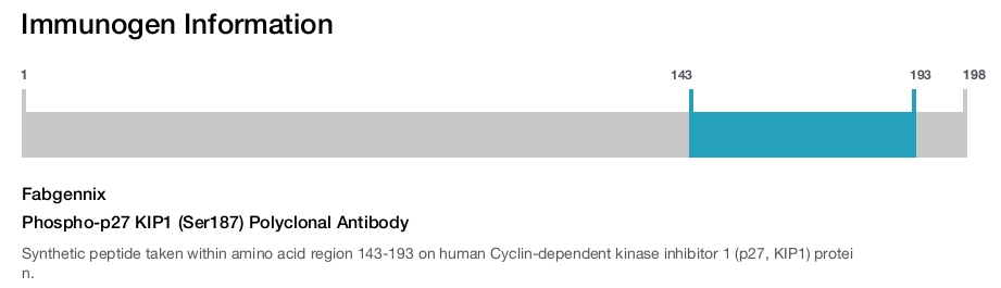Phospho-p27 KIP1 (Ser187) Polyclonal Antibody
