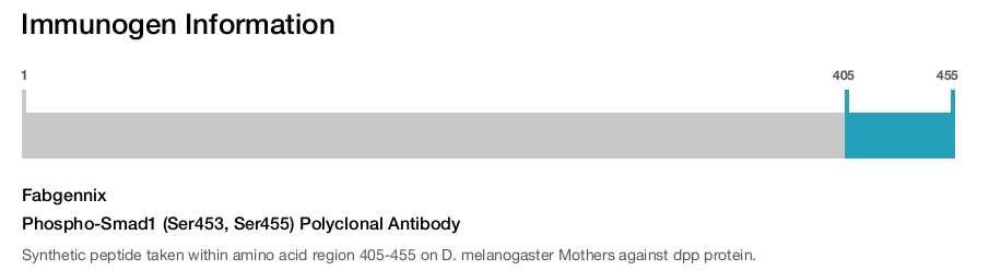 Phospho-Smad1 (Ser453, Ser455) Polyclonal Antibody