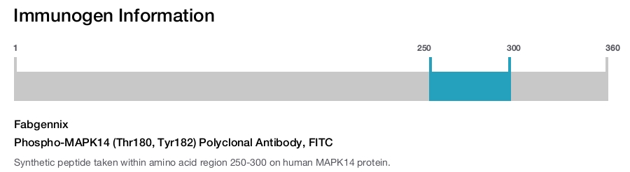 Phospho-MAPK14 (Thr180, Tyr182) Polyclonal Antibody, FITC