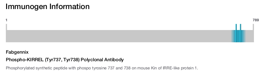 Phospho-KIRREL (Tyr737, Tyr738) Polyclonal Antibody