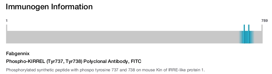Phospho-KIRREL (Tyr737, Tyr738) Polyclonal Antibody, FITC