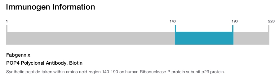 POP4 Polyclonal Antibody, Biotin