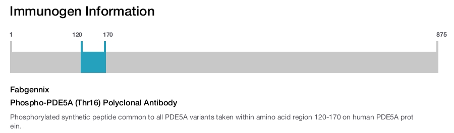Phospho-PDE5A (Thr16) Polyclonal Antibody