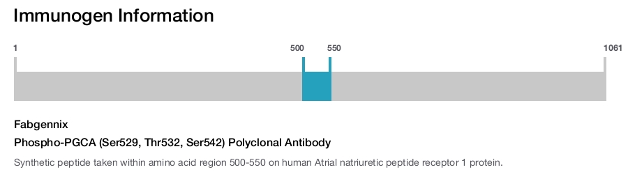 Phospho-PGCA (Ser529, Thr532, Ser542) Polyclonal Antibody