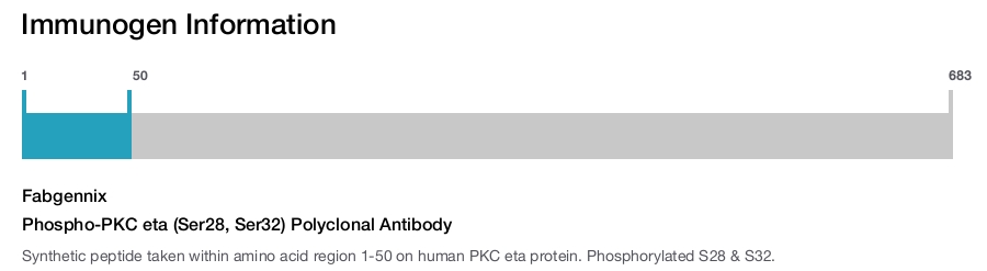 Phospho-PKC eta (Ser28, Ser32) Polyclonal Antibody