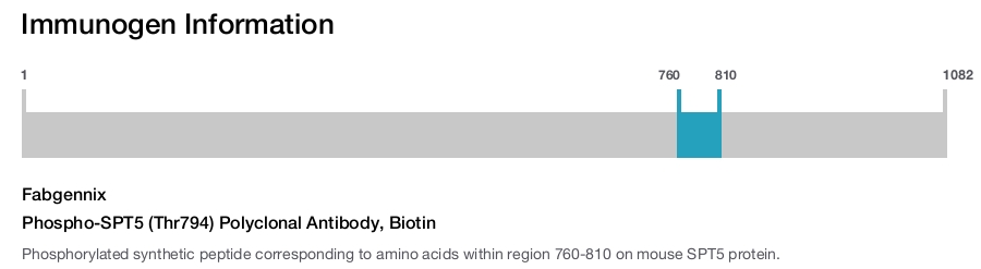 Phospho-SPT5 (Thr794) Polyclonal Antibody, Biotin