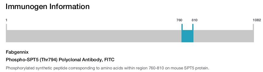 Phospho-SPT5 (Thr794) Polyclonal Antibody, FITC