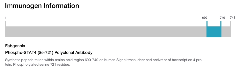 Phospho-STAT4 (Ser721) Polyclonal Antibody