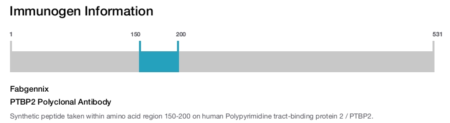 PTBP2 Polyclonal Antibody