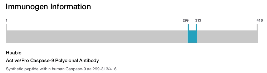 Active/Pro Caspase-9 Polyclonal Antibody