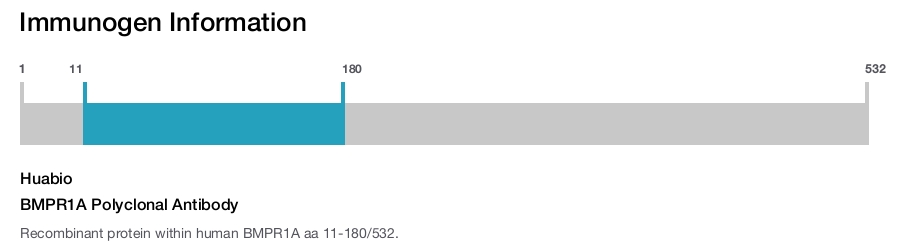 BMPR1A Polyclonal Antibody