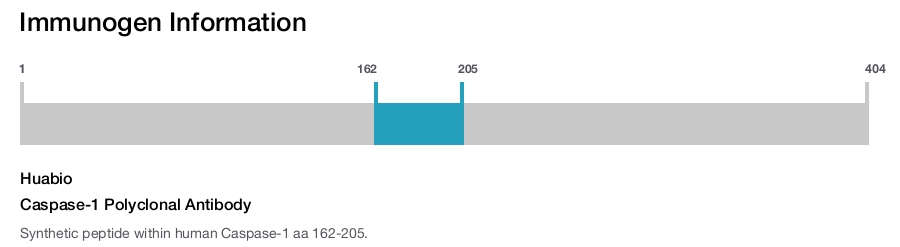 Caspase-1 Polyclonal Antibody