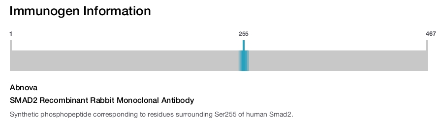 SMAD2 Recombinant Rabbit Monoclonal Antibody