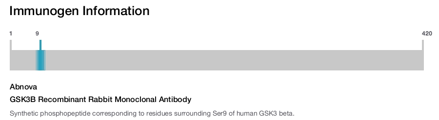 GSK3B Recombinant Rabbit Monoclonal Antibody