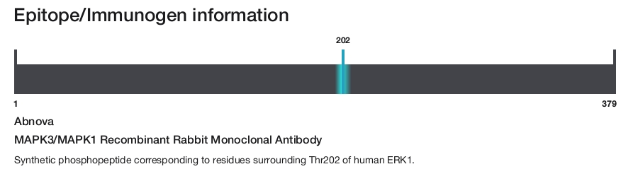 MAPK3/MAPK1 Recombinant Rabbit Monoclonal Antibody