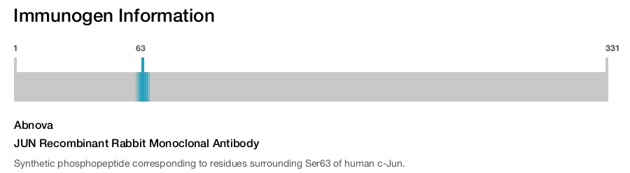 JUN Recombinant Rabbit Monoclonal Antibody
