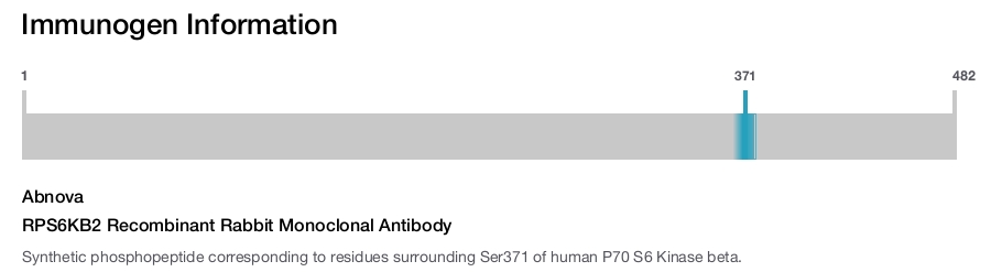 RPS6KB2 Recombinant Rabbit Monoclonal Antibody