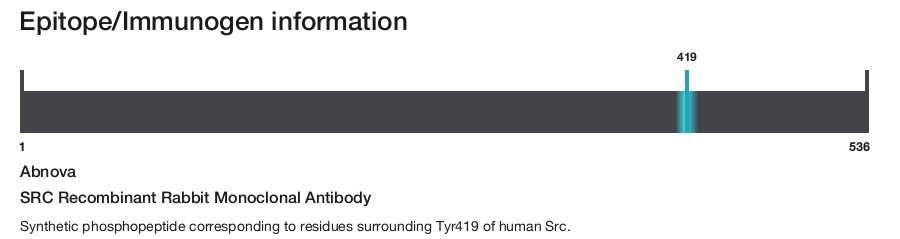 SRC Recombinant Rabbit Monoclonal Antibody