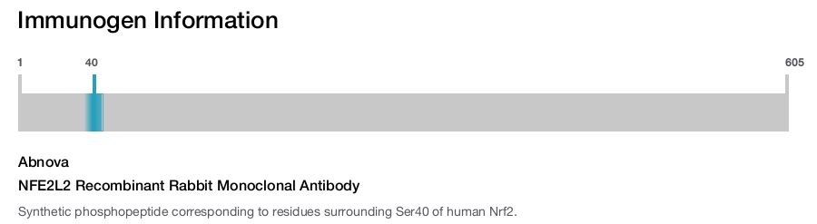 NFE2L2 Recombinant Rabbit Monoclonal Antibody