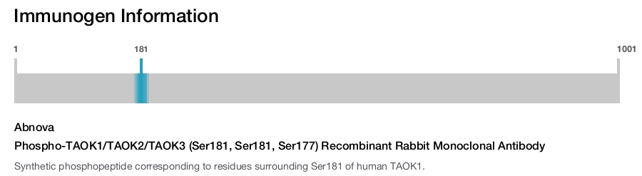 Phospho-TAOK1/TAOK2/TAOK3 (Ser181, Ser181, Ser177) Recombinant Rabbit Monoclonal Antibody