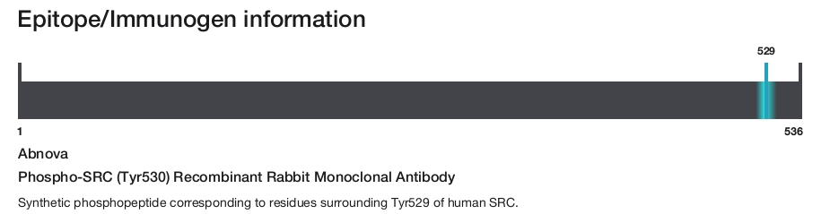 Phospho-SRC (Tyr530) Recombinant Rabbit Monoclonal Antibody