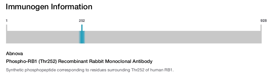 Phospho-RB1 (Thr252) Recombinant Rabbit Monoclonal Antibody