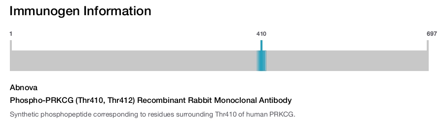 Phospho-PRKCG (Thr410, Thr412) Recombinant Rabbit Monoclonal Antibody