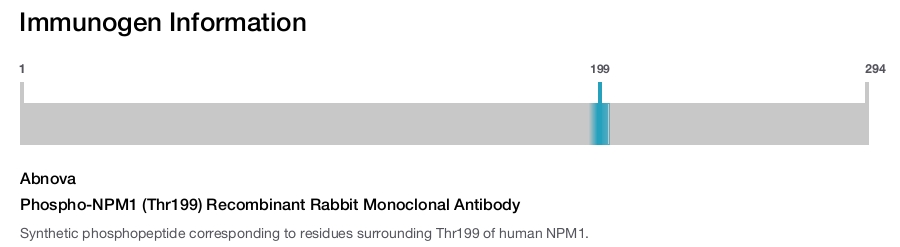 Phospho-NPM1 (Thr199) Recombinant Rabbit Monoclonal Antibody