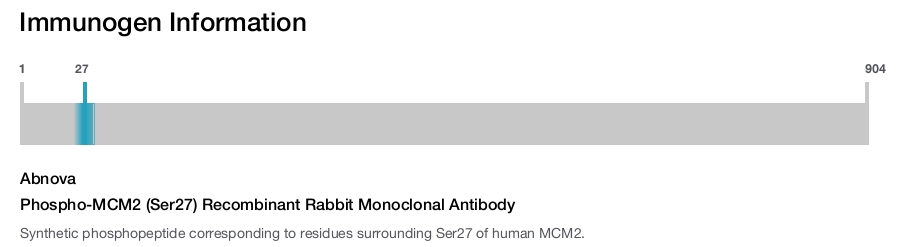 Phospho-MCM2 (Ser27) Recombinant Rabbit Monoclonal Antibody