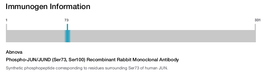 Phospho-JUN/JUND (Ser73, Ser100) Recombinant Rabbit Monoclonal Antibody