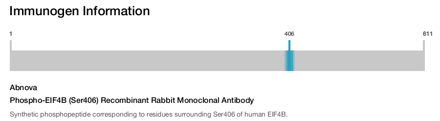 Phospho-EIF4B (Ser406) Recombinant Rabbit Monoclonal Antibody