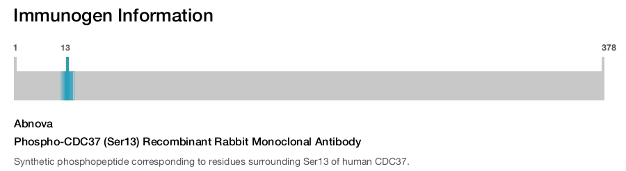 Phospho-CDC37 (Ser13) Recombinant Rabbit Monoclonal Antibody