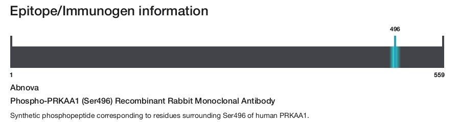 Phospho-PRKAA1 (Ser496) Recombinant Rabbit Monoclonal Antibody